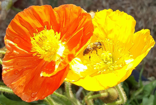 Welcome to Divine Orchards