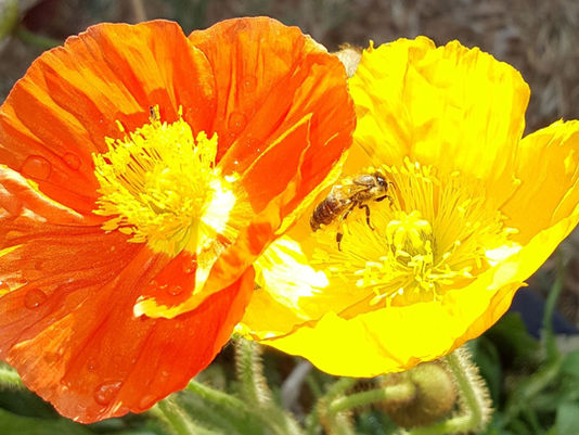 Welcome to Divine Orchards