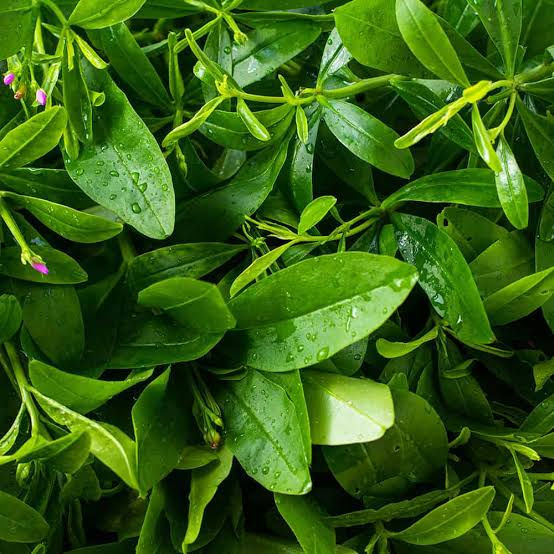 Benefits of Water Leaf🍃