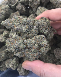 black domina