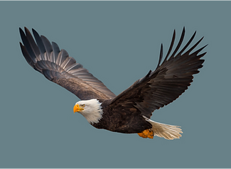 Eagle.png