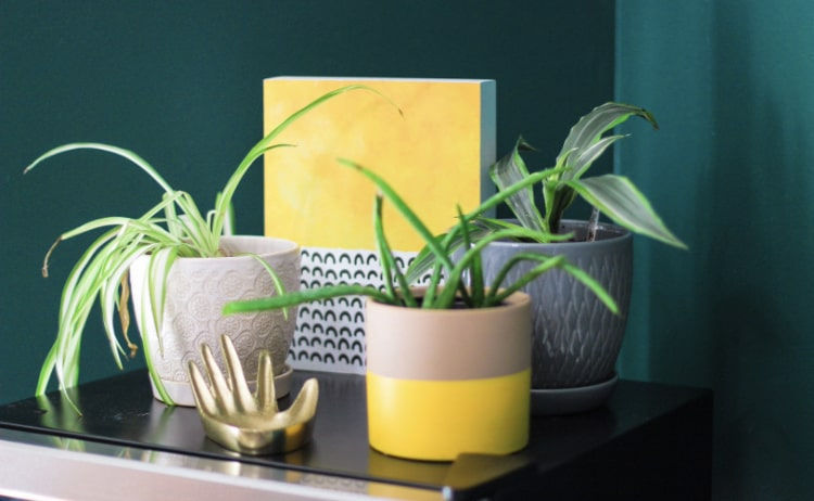 Plants add life and texture