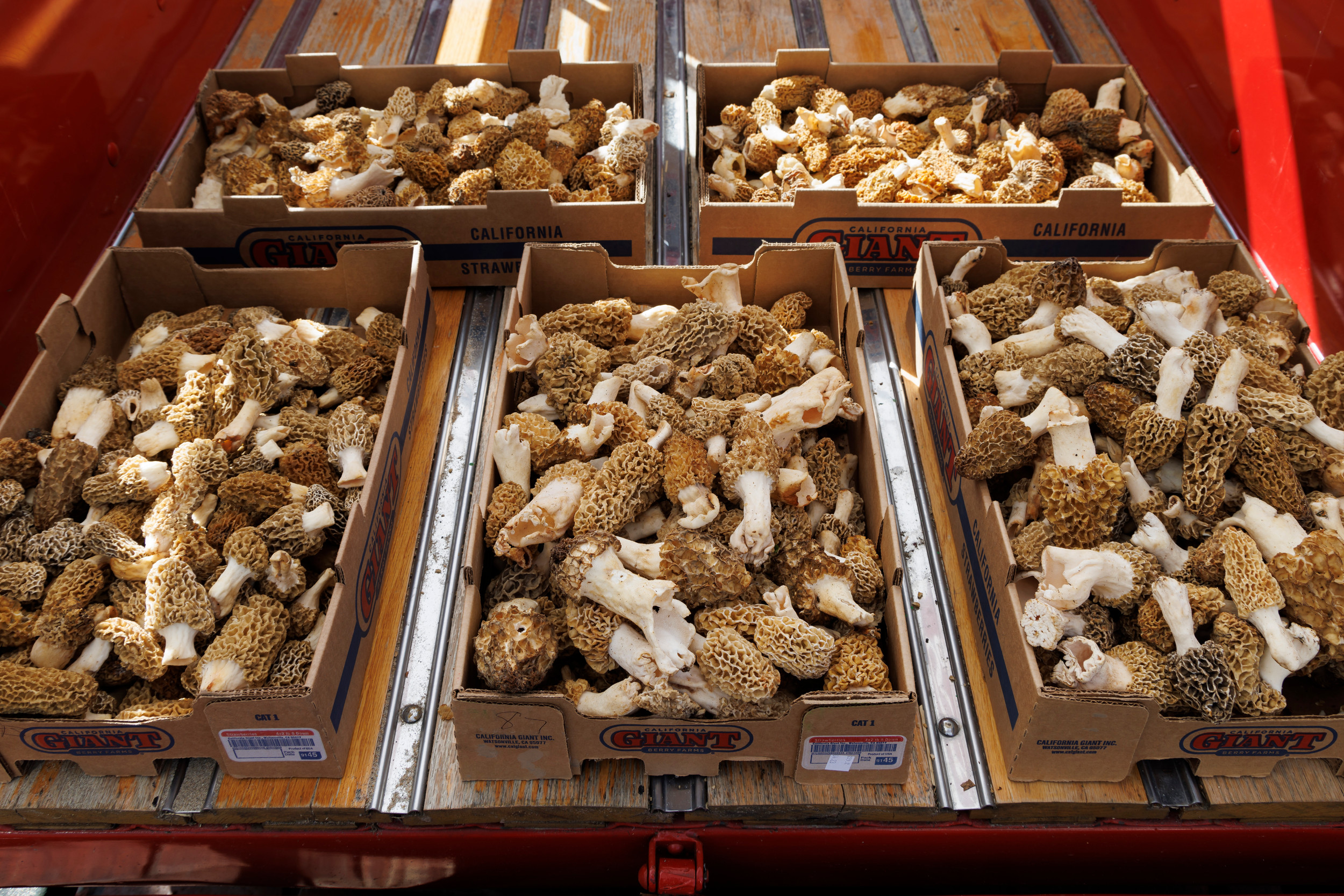 2025 Spring Morel Mushroom Festivals Morel Mushrooms And Mushroom Hunting 11439b 1b1b81a64fca4aaeb0ae7c9aa1cd027e~mv2