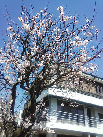 あんずの花
