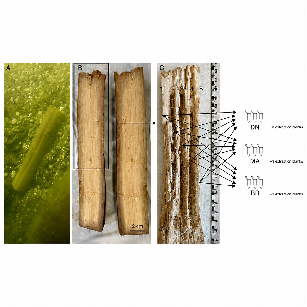 New ENDURE publication: Exploring the bacteria preseved in waterlogged archaeological wood