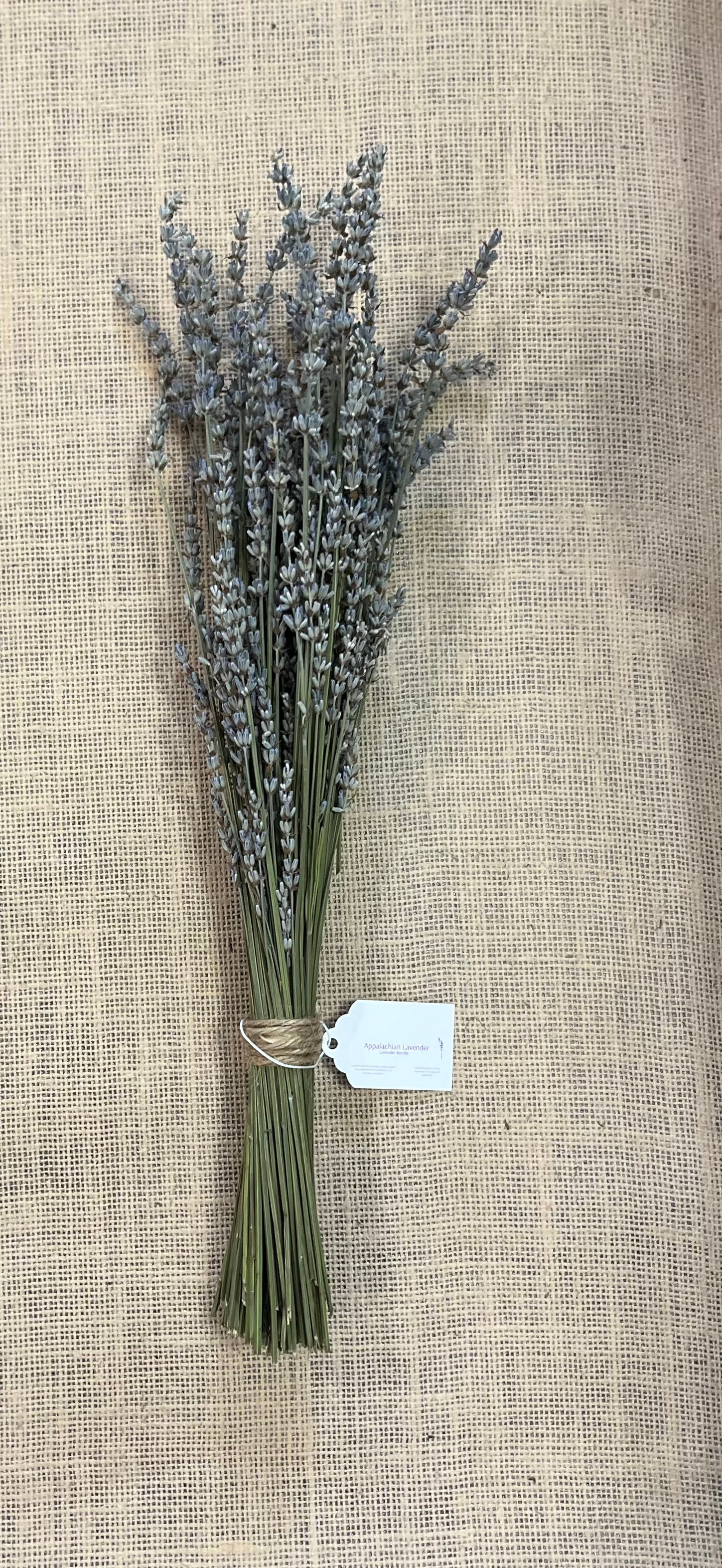 Bundle of Lavandin "Grosso"