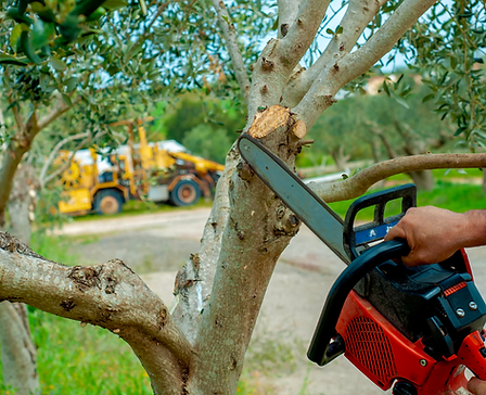 A Guardian Tree Engenharia