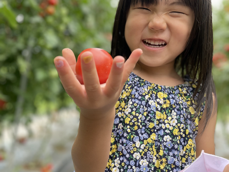 越後湯沢 滝之又トマト狩り