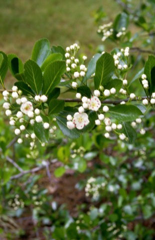 Thumbnail: Thornless Hawthorn
