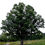 Thumbnail: Chinkapin Oak