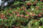 Thumbnail: Thornless Hawthorn