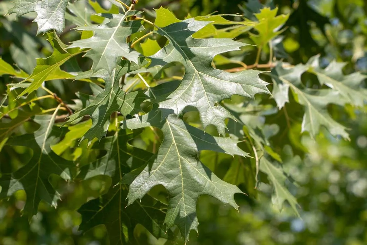 Texas Red Oak treeprogram