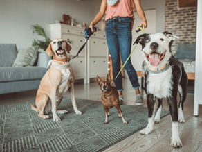 Voyager l'esprit tranquille : L'importance d'une pension pour le bien-être de votre animal (chien, chat, lapin...)