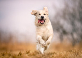 1176_15929-un-beau-chien-en-bonne-sante-court-dans-un-champ.jpg