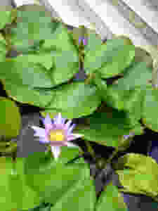 Lily pads hiding guppies, in the palace of Siam
