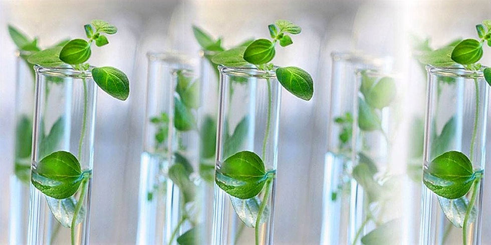 Fotos in vitro_edited.jpg