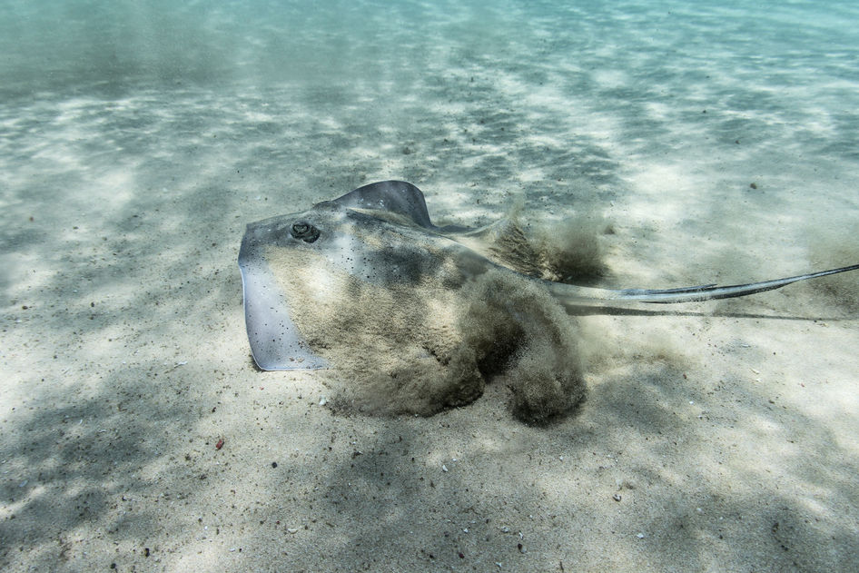 ocean laura clemente underwater diving ocean photography fine art wildlife ocean life marine conservation