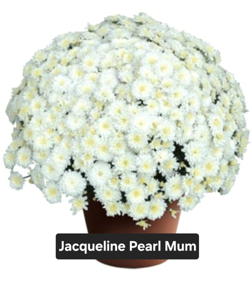 Jacqueline Pearl Mum