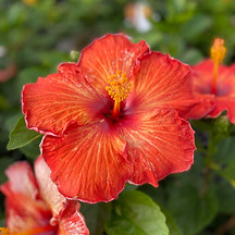 hibiscus.jpg