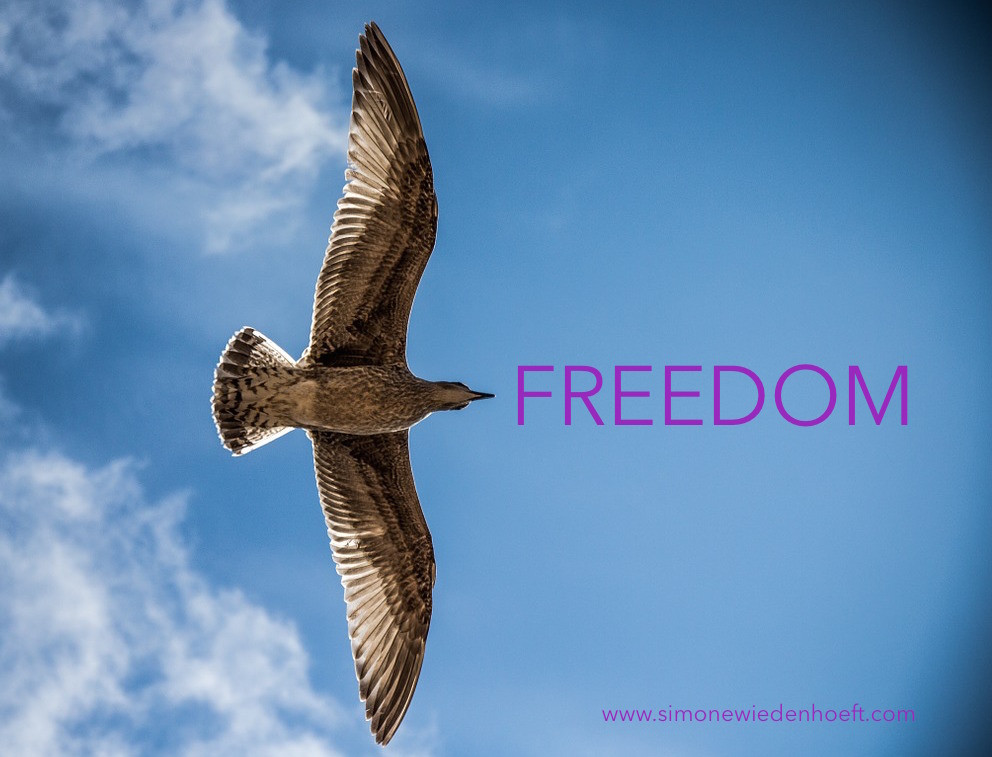 Sea gull flying in the sky, with text: Freedom.