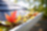 Rain gutter full of autumn leaves.jpg