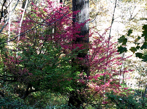 Trunk with pink flowers.JPG