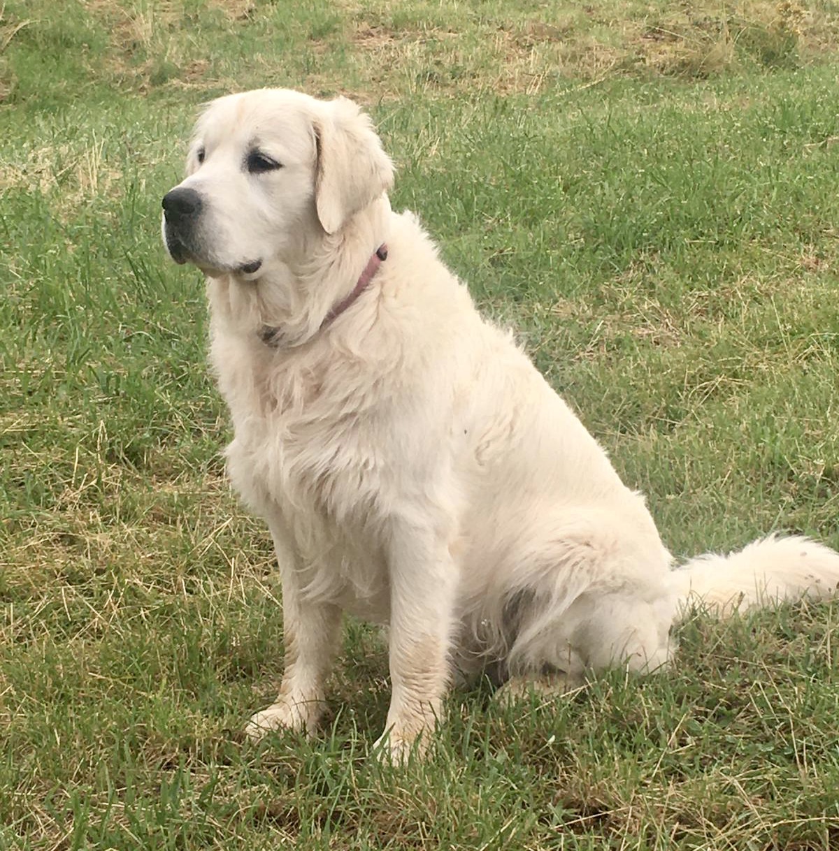 Rio — Golden Retriever mâle, reproducteur de l'élevage La Vallée d'Hélios dans le Tarn