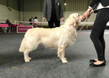 Rony — Golden Retriever femelle, reproductrice de l'élevage La Vallée d'Hélios dans le Tarn