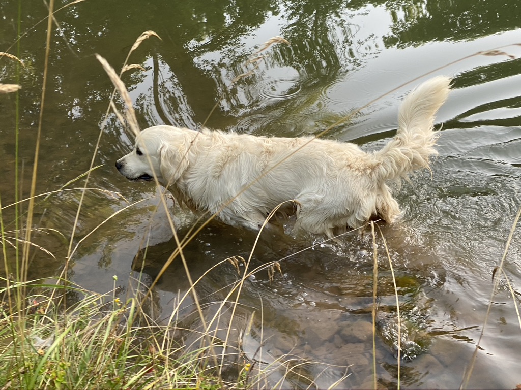 Oslo — Golden Retriever mâle, reproducteur de l'élevage La Vallée d'Hélios dans le Tarn