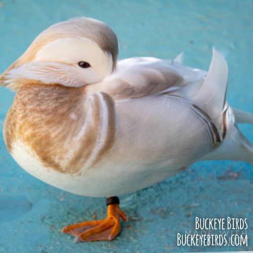 MANDARIN DUCK WHITE | Buckeyebirds