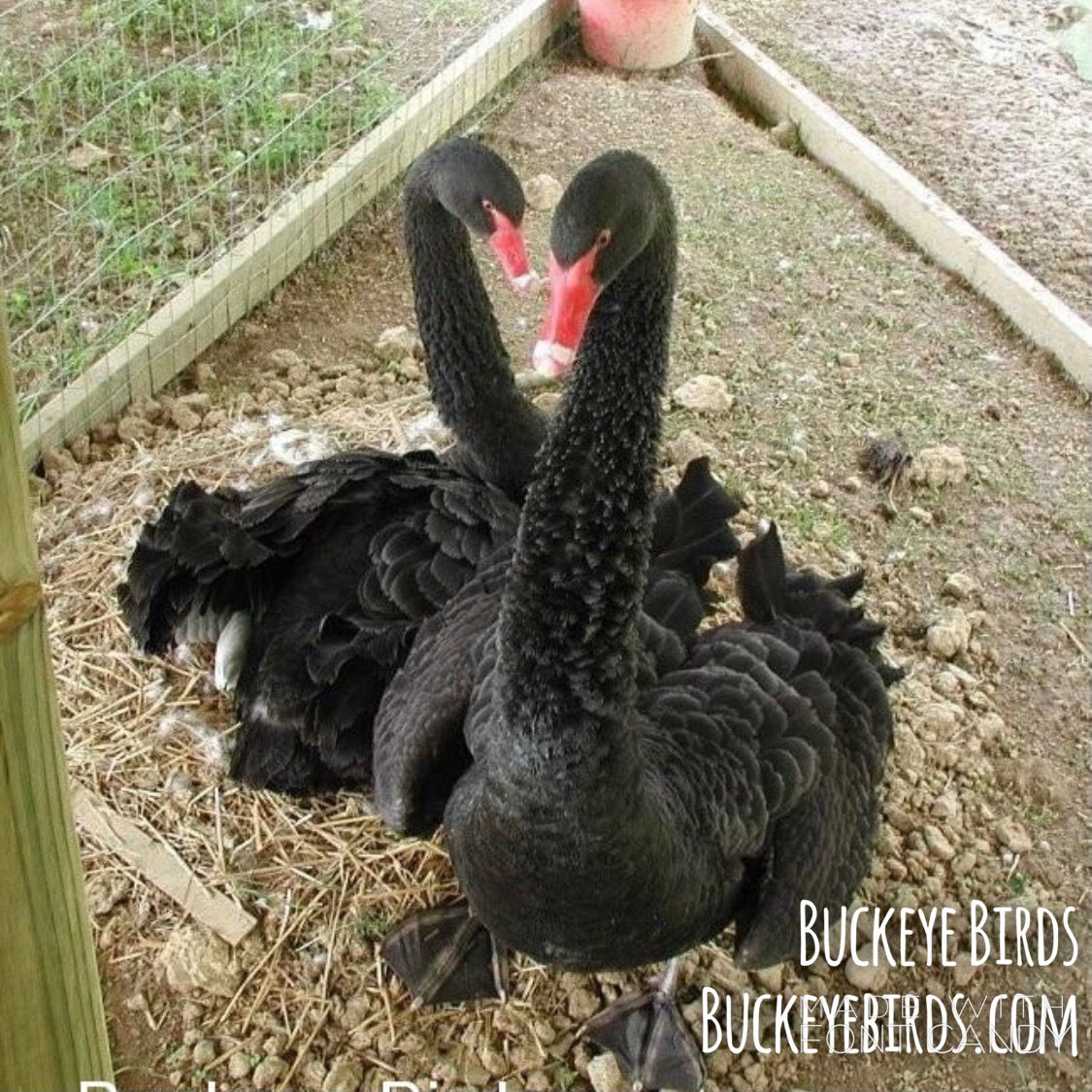 SWAN AUSTRAILIAN BLACK