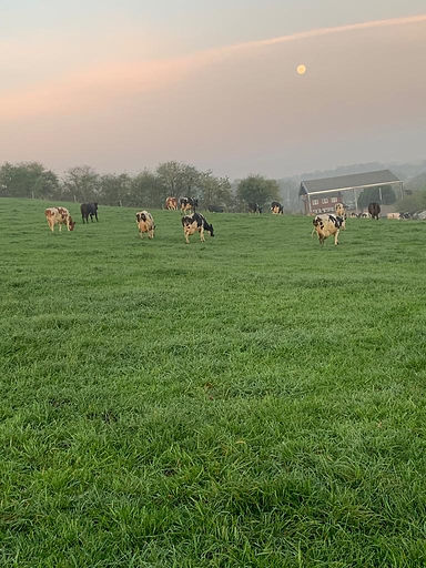 CVM Cows in field.JPG