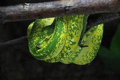 Morelia viridis HY
