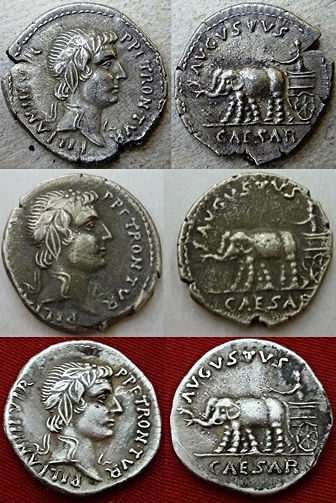 JULIA 210 PETRONIA 4