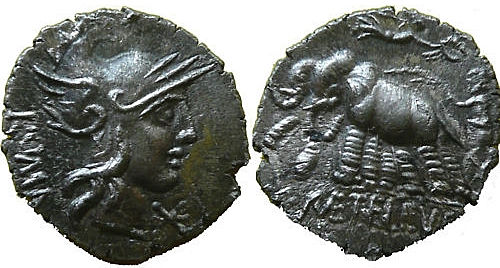 CAECILIA 14