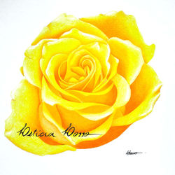 Rosas 3