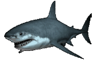 shark_GIF.gif