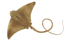 M. aquila (1).png