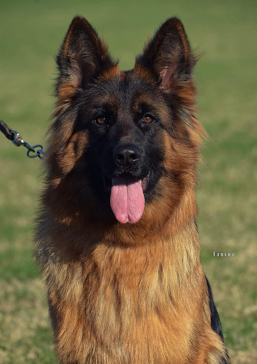Close-up view of a German Shepherd sitting on grass