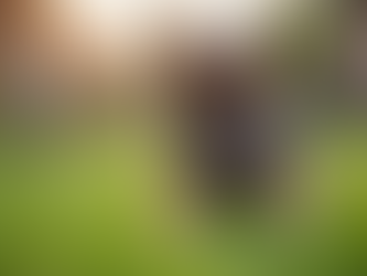 Choosing Reputable German Shepherd Breeders: A Guide to Finding Your Perfect Companion