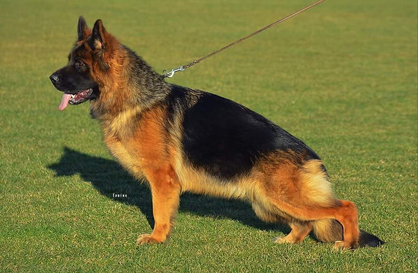 German Shepherd stance