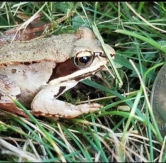 frog.png