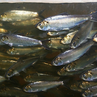 alewives-by-John-Burrows.jpg