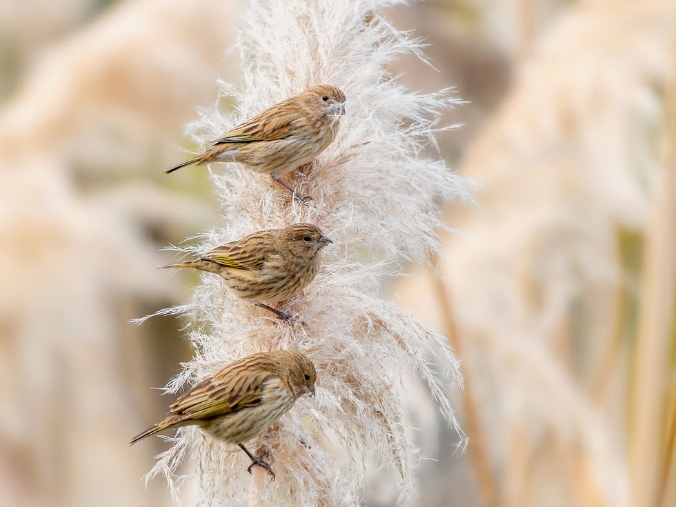 Saffron Finch feeding on pampas grass