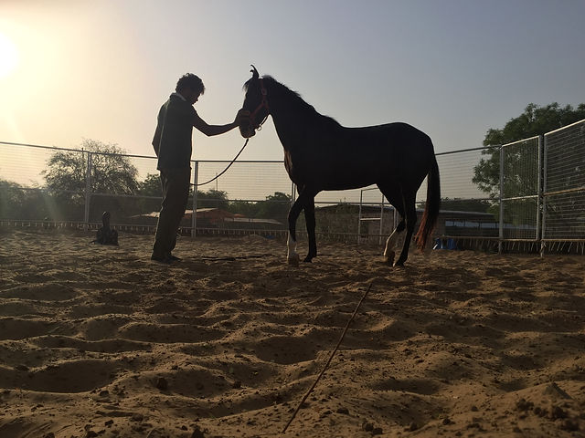 Our journey with telepathic animal communication Our journey with telepathic animal communication