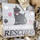 Thumbnail: My Favorite Breed is Rescued-Cat