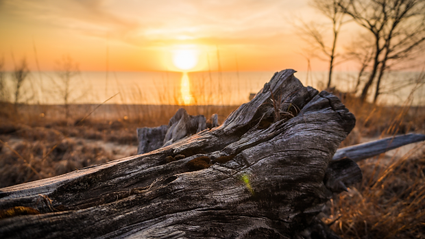 bois flotté | le petit marché de camargue | saintes maries de la mer