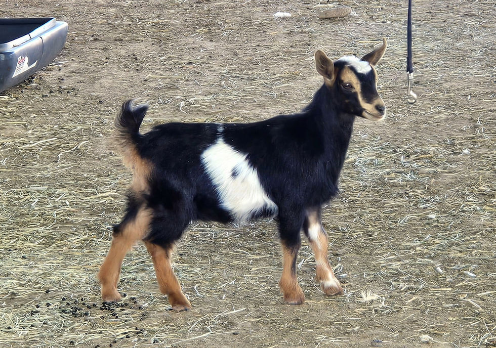 Creosote Ranch S Mary Jane