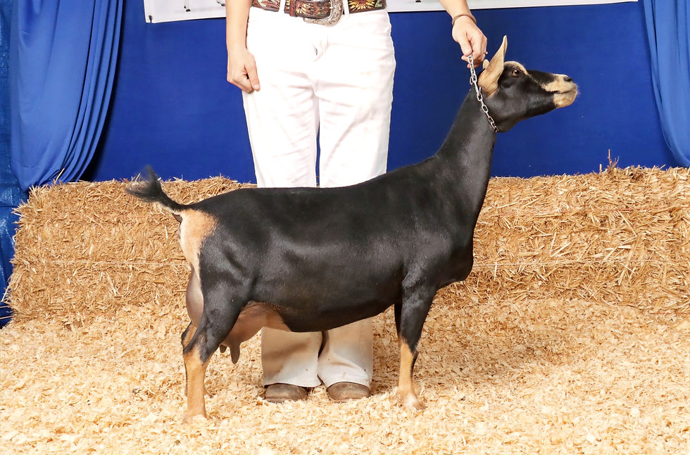 Creosote Ranch JR Lucky Penny