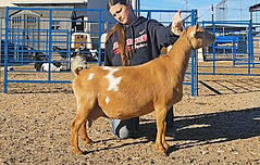 Moccasin second freshening 2 weeks fresh1_edited.jpg